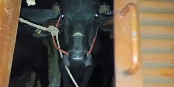 रंगिया में दो दिनों से रेल डिब्बे में बंद 25 भैंस, पशु प्रेमियों में नाराजगी