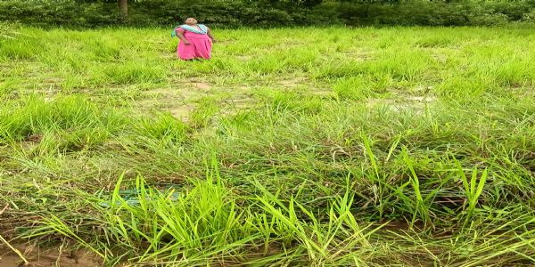 जंगली हाथियों ने रौंदी धान की फसल, किसानों की उम्मीदाें पर फिरा पानी