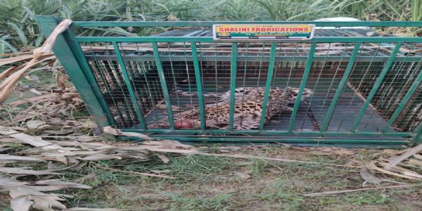 मुरादाबाद : वन विभाग के पिंजरे में एक और तेंदुए कैद, ग्रामीणों ने ली राहत की सांस