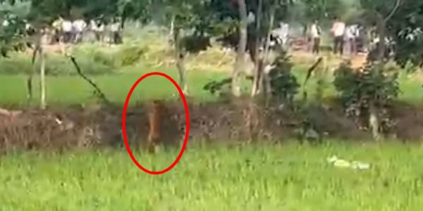 धान के खेत में दिखा तेंदुआ, वन विभाग की टीम निगरानी में जुटी