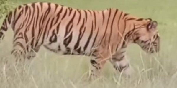 कटनी के बरही में फिर दिखा बाघ, ग्रामीणों में दहशत; केवलारी-बरमानी में वन विभाग ने बढ़ाई निगरानी