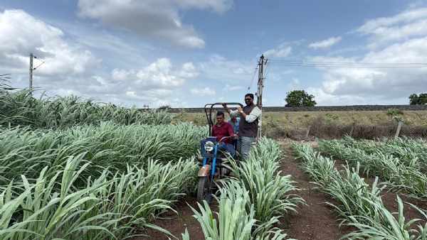 1,000 बीघा में नेपियर घास की खेती