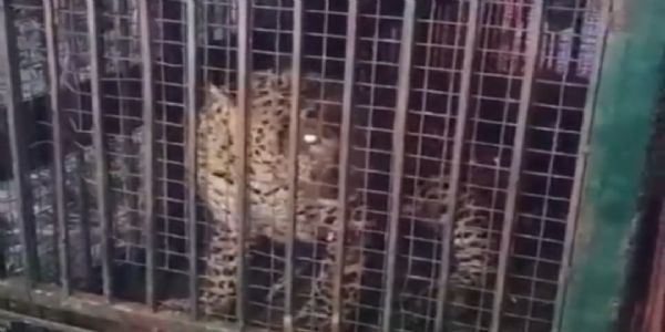 बिजनौर में गुलदार हुआ पिंजरे में कैद ,ग्रामीणों ने ली राहत की श्वास