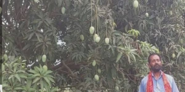 भागलपुरी जर्दालु आम पर मंडराया बाढ़ का खतरा, लाखों पौधों की मौत, एक्सपोर्ट क्वालिटी प्रभावित होने की आशंका