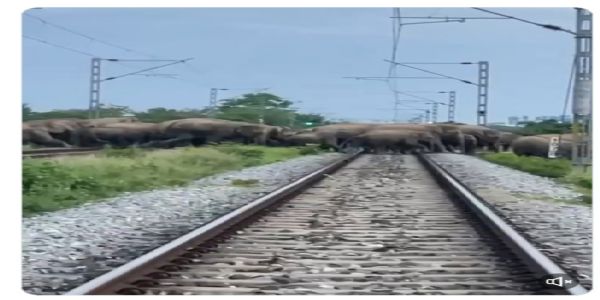 हाथियों के झुंड को सुरक्षित रास्ता देने के लिए वन विभाग ने रुकवाई यात्री ट्रेन