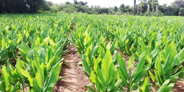 हल्दी की खेती से बढ़ रही फसल विविधता, किसानों की आय में हो रही वृद्धि