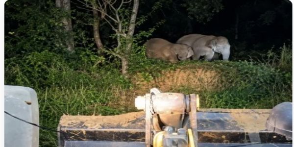 ग्रामीणों और वन विभाग ने बचाई कुएं में गिरे नन्हें हाथी की जान