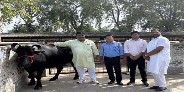 हिसार : दो लाख 80 हजार रुपये में बिकी भैंस, 59 पशुओं से लुवास को मिले 47.21 लाख रुपये