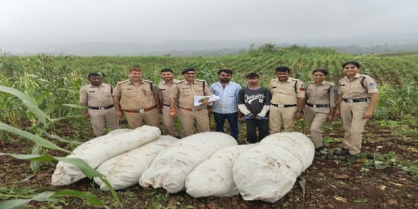 बड़वानी पुलिस की बड़ी कार्रवाई, 27 क्विंटल से अधिक अवैध गांजे की फसल जब्त