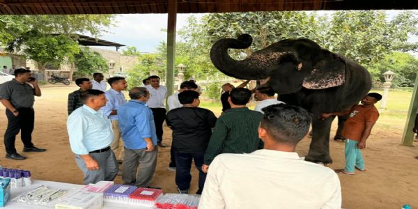 गणेश चतुर्थी पर लगा हाथी गांव में हाथियों के लिए विशेष चिकित्सा शिविर