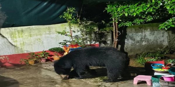 कांकेर के सरोना में रात के समय रिहायशी बस्तियों में भालुओं का आतंक