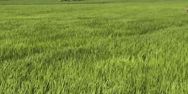 बाढ़ के पानी में डूबी जीआई टैग प्राप्त कतरनी धान की फसल, किसानों के सामने आर्थिक संकट