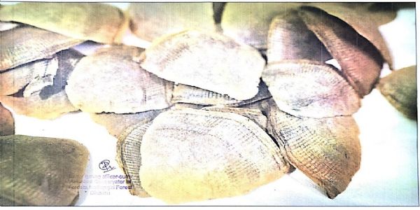 79 किलोग्राम नारकोटिक्स व 1.47 किलोग्राम पैंगोलिन स्केल जब्त