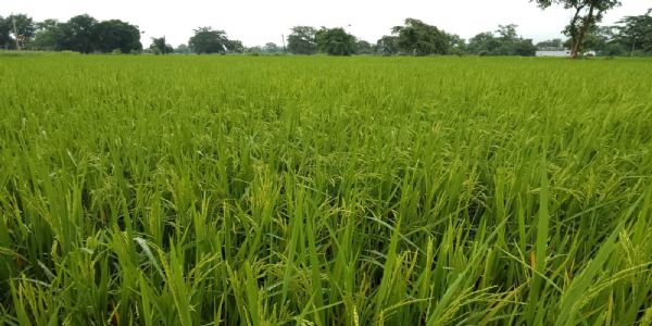 अंचल में लहलहाने लगी धान की फसल, खेतों में दिखी किसानों की मेहनत