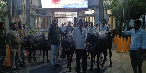 भैंस चोरी गिरोह का पर्दाफाश, झाबुआ के दो आरोपी गिरफ्तार; 16.50 लाख का माल जब्त