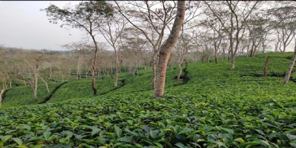 जर्मनी में धर्मशाला की ब्लैक टी की धूम, फ्रांस को भा रही उलोंग और स्मोक टी