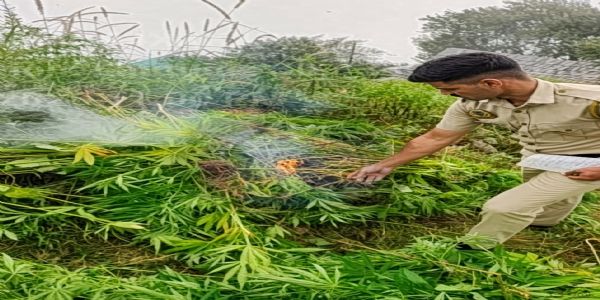 शिमला के कुपवी में अवैध भांग की खेती का पर्दाफाश, 811 पौधे बरामद