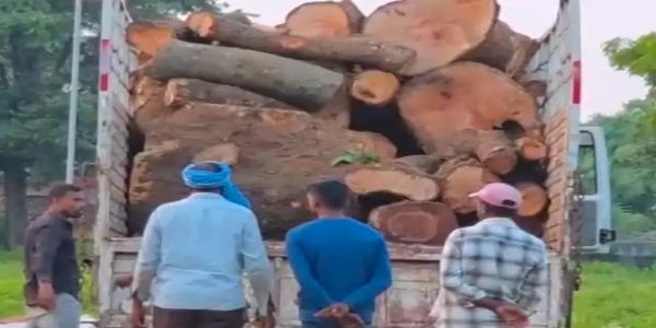 कांकेर बाईपास पर फलदार पेड़ों के लट्ठे से भरा माजदा वाहन पकड़ाया