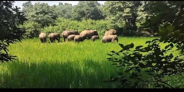 हाथियों के झुंड ने रौंदी धान की फसल, ग्रामीणों में दहशत