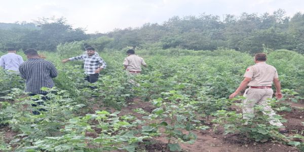 कपास की आड़ में उगा रखी थी गांजे की फसल, पुलिस ने 280 किलो वजनी गांजे के 2505 हरे पौधे बरामद