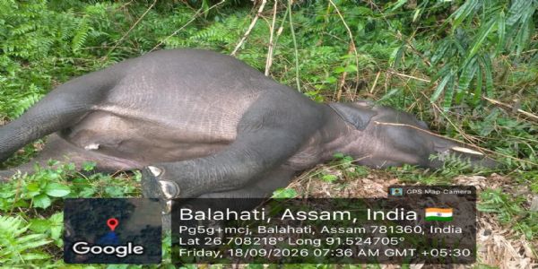 बाक्सा में धान के खेत से करीब तीन वर्षीय जंगली हाथी का शव बरामद