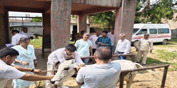 हिसार में लंपी संदिग्ध गोवंश के सैंपल जांच के लिए भेजे