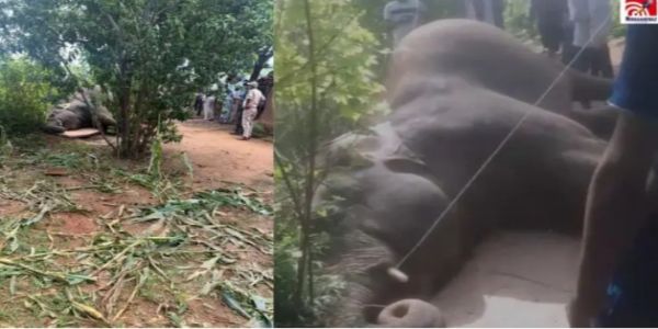 मऊगंज में करंट की चपेट में आने से मादा हाथी की मौत, सूंड में फंसा था बिजली का तार