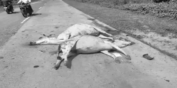 शहडोल: अज्ञात वाहन ने दो मवेशियों को कुचला, चालक की तलाश