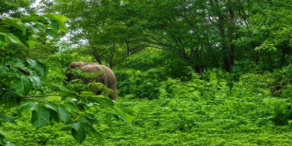 सीमा से सटे कटरा के जंगल में फिर नजर आया गजराजों का जोड़ा, वन विभाग ने बढ़ाई निगरानी