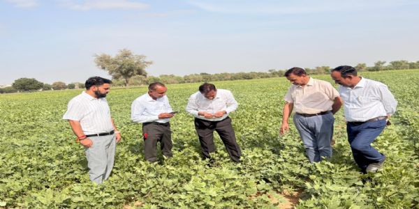 बारिश के बिना भी काजरी की मोठ किस्मों का उत्कृष्ट प्रदर्शन