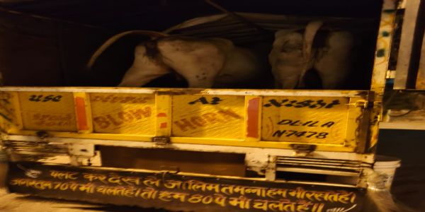 नूंह में गोवंश तस्कराें पर प्रहार, तीन गोवंश मुक्त व दो आरोपी गिरफ्तार