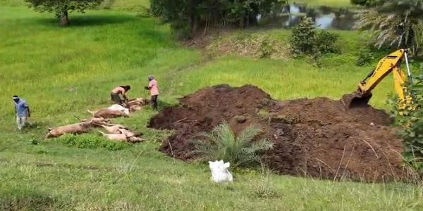 भानुप्रतापपुर में दो अलग-अलग हादसों में 14 मवेशियों की हुई मौत