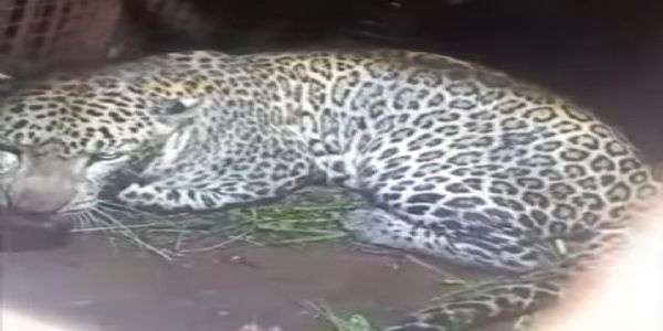 बिजनौर : किरतपुर क्षेत्र में गुलदार के खौफ से दहशत में ग्रामीण, की सुरक्षा देने की मांग