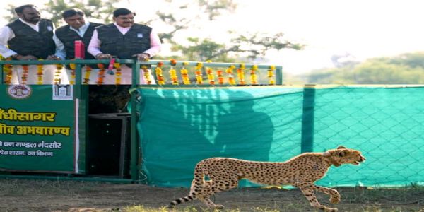 गांधी सागर अभयारण्य में मादा चीता राधा को रिलीज करते हुए मुख्यमंत्री डॉ. यादव गांधी सागर अभयारण्य में मादा चीता राधा को रिलीज करते हुए मुख्यमंत्री डॉ. यादव
