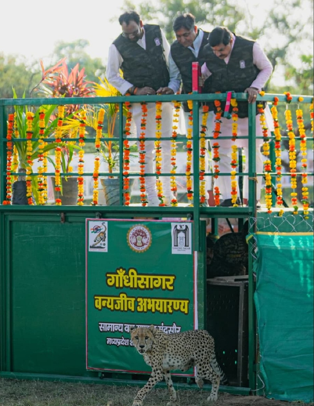 गांधी सागर अभयारण्य में मादा चीता राधा को रिलीज करते हुए मुख्यमंत्री डॉ. यादव गांधी सागर अभयारण्य में मादा चीता राधा को रिलीज करते हुए मुख्यमंत्री डॉ. यादव
