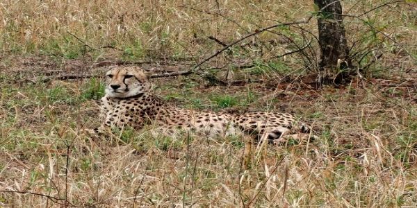 मप्र के कूनो राष्ट्रीय उद्यान में नामीबियाई चीता गौरव की मौत