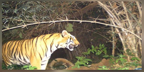 इंद्रावती टाइगर रिजर्व में टाइगर मूवमेंट सेल स्थापित किया जाएगा