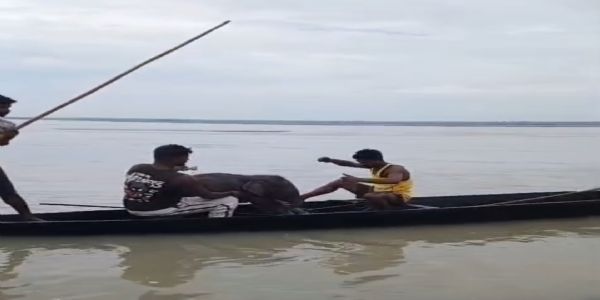 तीस्ता नदी में बह रहे हाथी के बच्चे को मछुआरों ने बचाया, वन विभाग को सौंपा
