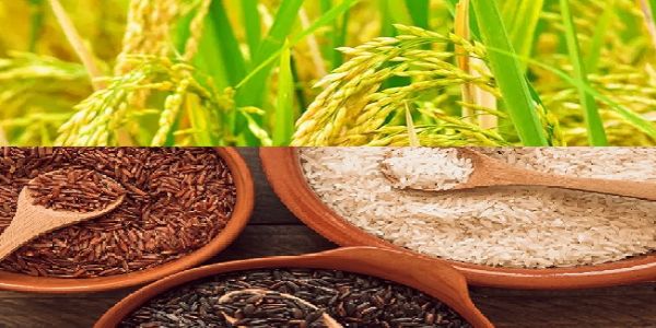 चावल के लोगो का प्रतीकात्मक चित्र चावल के लोगो का प्रतीकात्मक चित्र