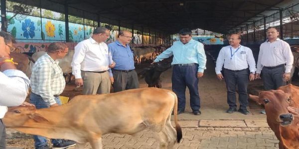 पशुओं को संक्रामक बीमारियों से सुरक्षित रखने के लिए नियमित निगरानी: प्रकाश बिंदु
