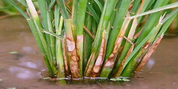 कीट प्रकोप से धान की फसल प्रभावित, किसान परेशान