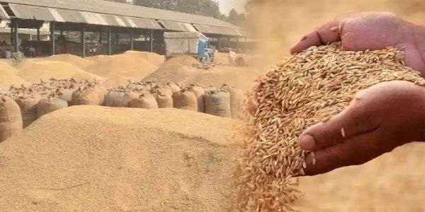 मप्र: समर्थन मूल्य पर धान, ज्वार एवं बाजरा उपार्जन के लिये 13 हजार से अधिक किसानों ने कराया पंजीयन