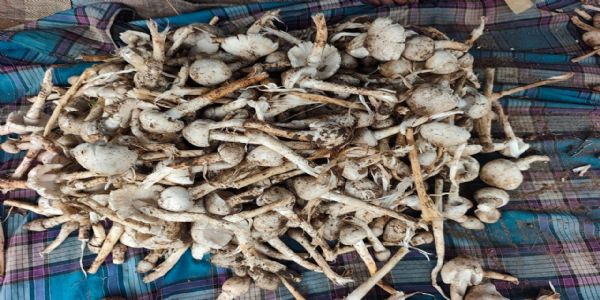 अमरकंटक के बाजार में छाई जंगली मशरूम ‘पिहरी’, 400 रुपये किलो तक भाव