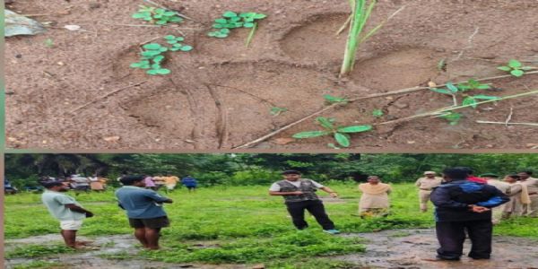 सुकमा के जंगलों में मिले बाघ के पगमार्क एक मवेशी का किया शिकार