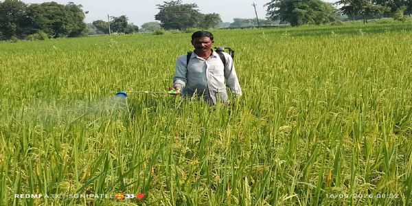 धान में कीट-रोग का खतरा, कृषि विभाग ने जारी की सामयिक सलाह