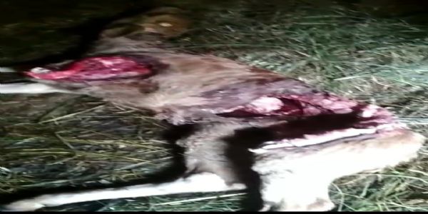 मंडी जिला की बैहल पंचायत में आवारा कुत्तों का आतंक, गोशाला में बंधी बच्छिया को बनाया शिकार