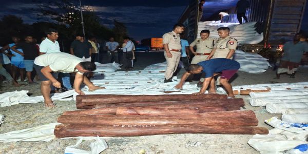 भारी मात्रा में मूल्यवान लाल चंदन की लकड़ी जब्त, दो हिरासत में