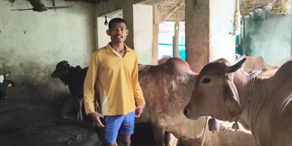 कोरबा में राज्य डेयरी उद्यमिता योजना से बदली मिनेश राठिया की जिंदगी, दो गायों से शुरू कारोबार अब पांच तक पहुंचा