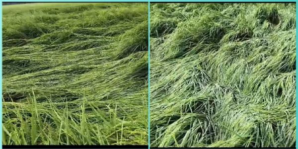 दो दिन से लगातार हो रही बारिश से किसानों के चेहरे मुरझाए