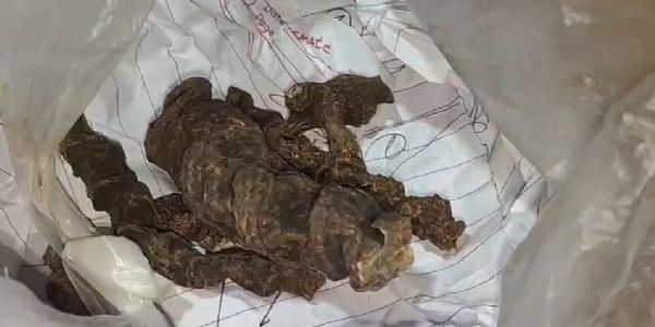 वन्य जीवों के अंगों की तस्करी में शामिल दो तस्कर गिरफ्तार